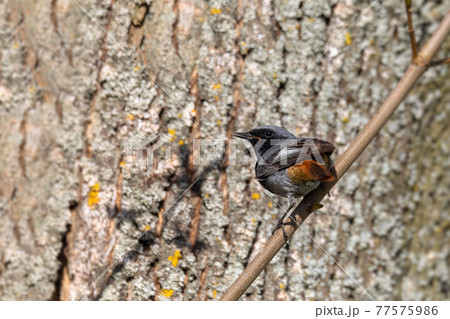 Black Redstart in springtime 77575986