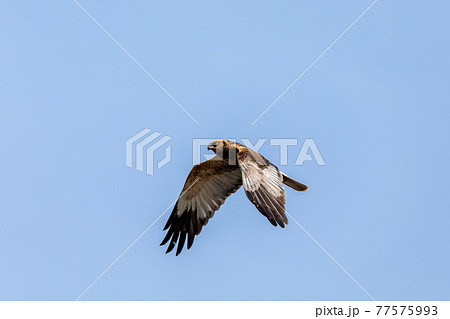 Marsh Harrier, Birds of prey, Europe Wildlife 77575993