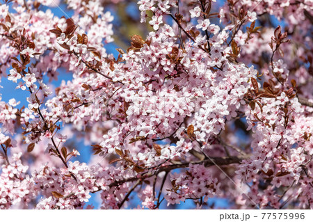 vivid pink cherry sakura blossom flowers vivid pink cherry sakura blossom flowers 77575996
