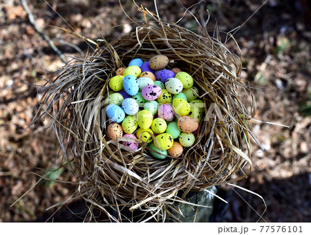 Multi-colored Easter eggs in a bird's nest. Straw and twig bird nest with egg. Multi-colored Easter eggs in a bird's nest. Straw and twig bird nest with egg. 77576101