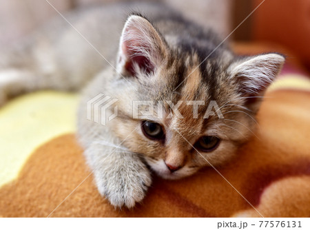 Little kitten. Sad little British chinchilla kitten. Out of focus Little kitten. Sad little British chinchilla kitten. Out of focus 77576131