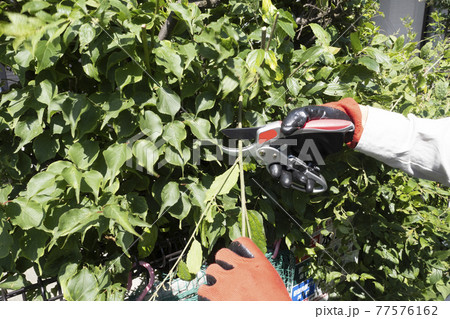 庭木の枝切りをする造園業の作業員の手元 77576162