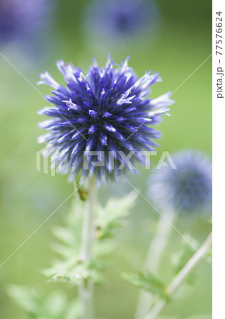 エキノプスの紫色の花が咲いています。学名はEchinopsです。 77576624