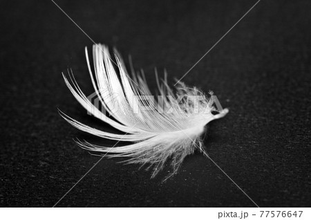 White feather on black background. Macro. White feather on black background. Macro. 77576647