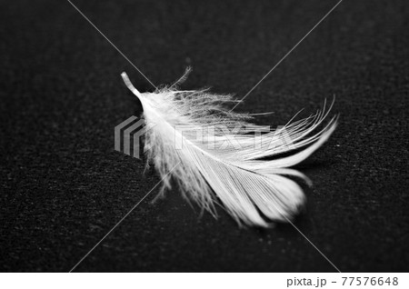White feather on black background. Macro. White feather on black background. Macro. 77576648