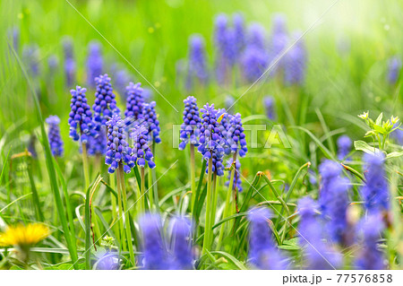 Blue Muscari flowering in early spring. 77576858