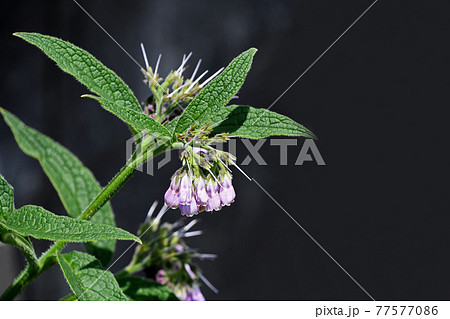 ヒレハリソウ（鰭玻璃草） 77577086