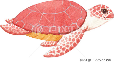 Turtle watercolor Turtle watercolor 77577396