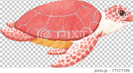 Turtle watercolor Turtle watercolor 77577396