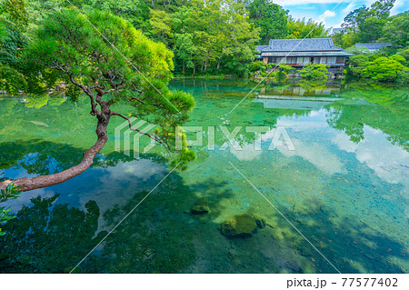 楽寿園    小浜池 【静岡県　三島市】 77577402