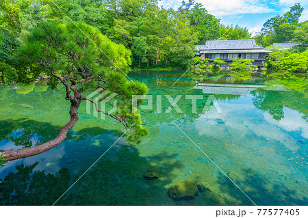 楽寿園 小浜池 【静岡県 三島市】 楽寿園 小浜池 【静岡県 三島市】 77577405