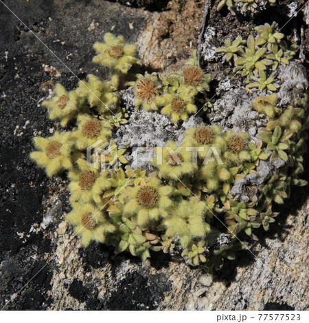 Yellow furry flowers photographed high up in the Himalayas Yellow furry flowers photographed high up in the Himalayas 77577523
