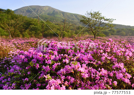 霧島・鹿ヶ原の一面のミヤマキリシマ 77577553