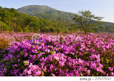 霧島・鹿ヶ原の一面のミヤマキリシマ 霧島・鹿ヶ原の一面のミヤマキリシマ 77577557