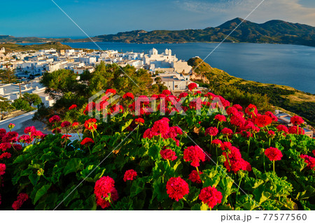Red geranium flowers with Greek village Plaka on Milos island in Greece 77577560