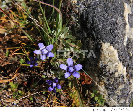 Little purple flowers photographed in the Himalayas 77577570