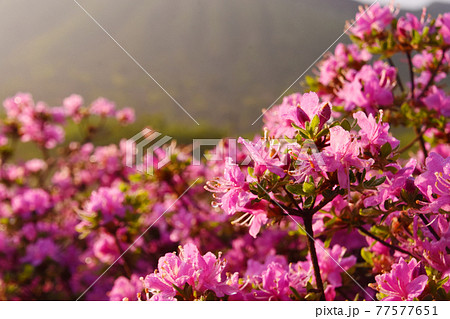 朝露のミヤマキリシマ 朝露のミヤマキリシマ 77577651