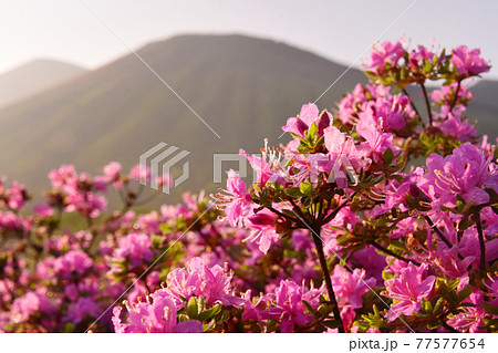 朝露のミヤマキリシマと高千穂峰 77577654