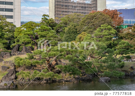 秋の浜離宮 77577818