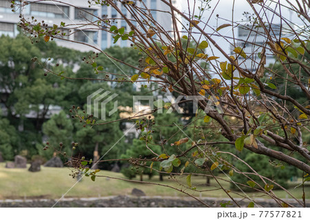 秋の浜離宮 77577821