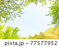 新緑 77577952