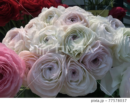 白とピンクのバラの花束 白とピンクのバラの花束 77578037