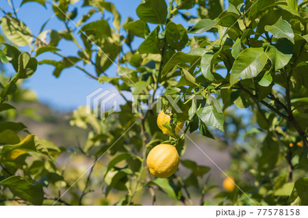 【小田原市石橋のミカン畑でレモンも栽培】 77578158