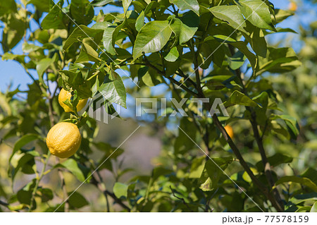 【小田原市石橋のミカン畑でレモンも栽培】 77578159