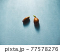 発芽したレモンの種 77578276