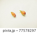 レモンの種　 77578297