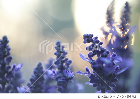 Purple lavender flowers close up  77578442