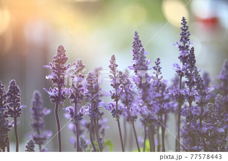 Dreamy lavender flowers close up 77578443