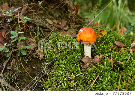 Red mushroom amanita toxic, also called panther cap. Red mushroom amanita toxic, also called panther cap. 77578637