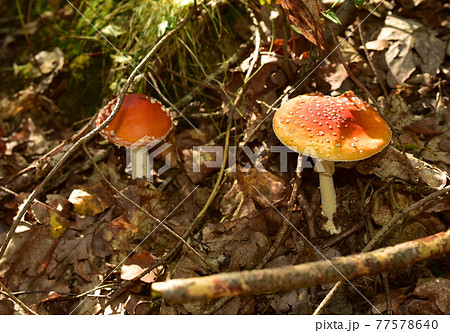Red mushroom amanita toxic, also called panther cap. Red mushroom amanita toxic, also called panther cap. 77578640