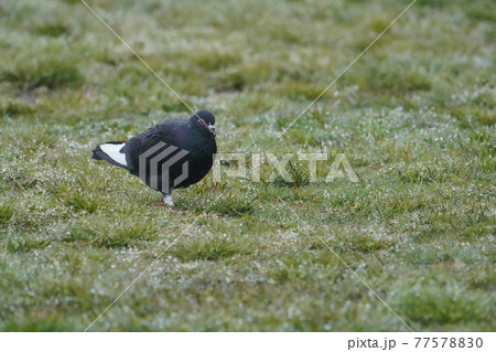 雨中の鳩 77578830
