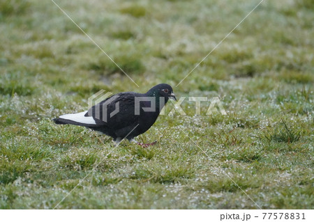 雨中の鳩 雨中の鳩 77578831