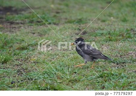 雨中のムクドリ 77579297