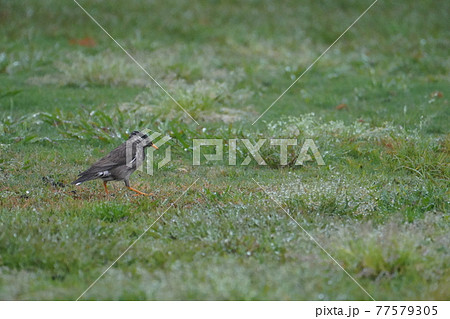 雨中のムクドリ 77579305