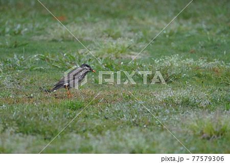 雨中のムクドリ 77579306
