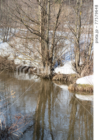 Snow on the banks of a forest river, trees near the water, early spring, reflection, background Snow on the banks of a forest river, trees near the water, early spring, reflection, background 77579648