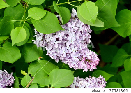 Purple lilac flowers 77581366