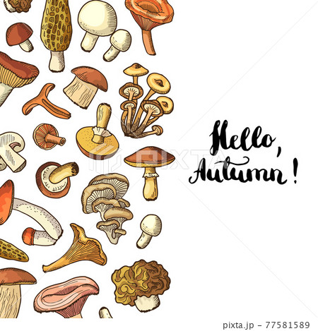 hand drawn mushrooms background with place for text illustration hand drawn mushrooms background with place for text illustration 77581589
