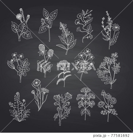 hand drawn medical herbs set on black chalkboard background illustration 77581692