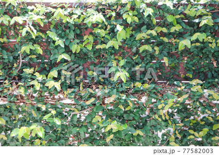 ficus pumila or climbing fig on the wall 77582003