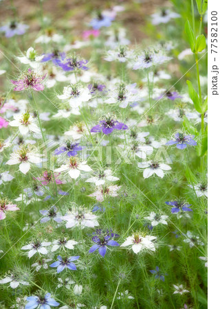 植物 写真 色とりどりのニゲラの花 ニゲラはハーブで黒種荘の写真素材