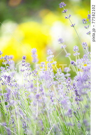 植物、写真　ラベンダー畑　夢見るようなラベンダーガーデン　癒しのハーブ 77582102