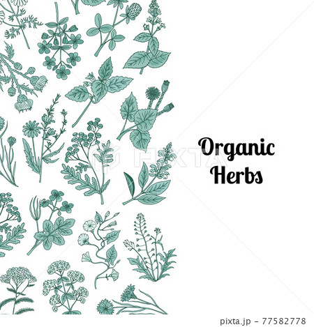hand drawn medical herbs 77582778