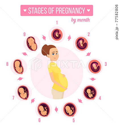Pregnancy trimester infographic. Human growth stages new born baby development egg embryo fertility illustrations Pregnancy trimester infographic. Human growth stages new born baby development egg embryo fertility illustrations 77582806