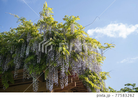 花 木 樹木 77583262