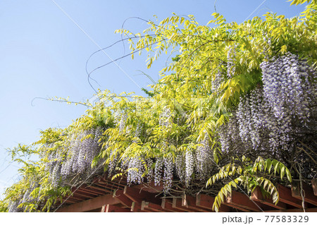 花 木 樹木 77583329